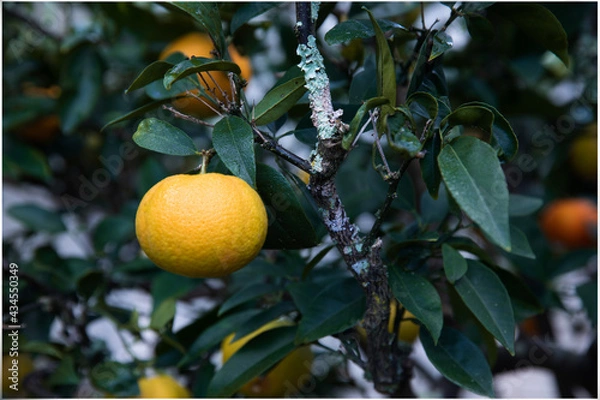 Fototapeta Ripe orange in tree with a branch covered in dry moss