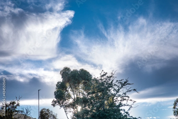Fototapeta Green tree illuminated from behind by sun framed by blue sky and white clouds