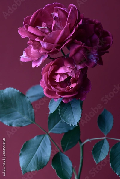 Fototapeta branch with rosebuds on a magenta background, vertical composition, studio shot.