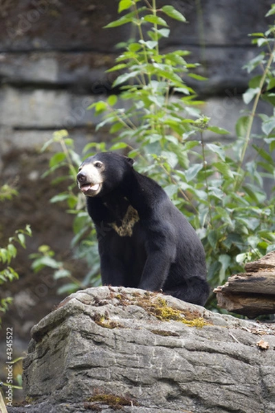 Obraz Malayan Sun Bear