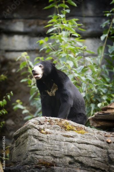 Fototapeta Sun Bear