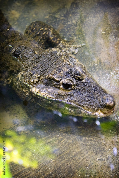 Fototapeta Crocodile