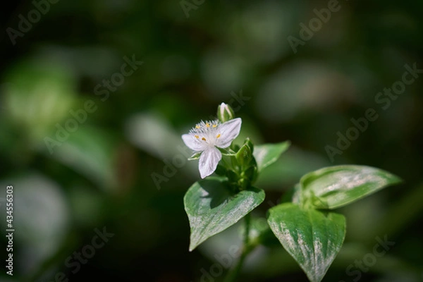 Obraz Small-leaf spiderwort flowers and buds