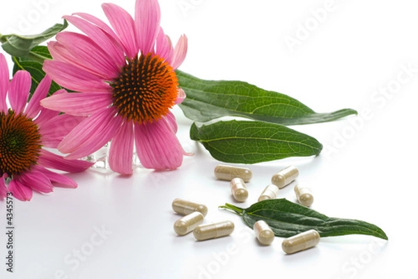 Obraz Echinacea capsules