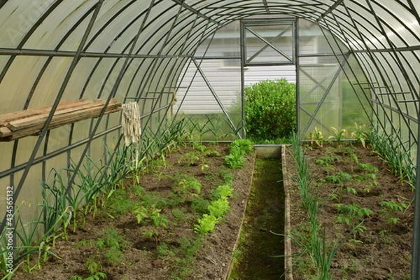 Fototapeta greenhouse with plants in spring