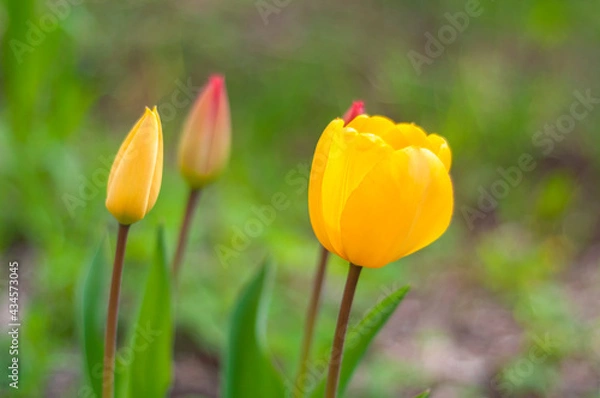 Obraz yellow tulip