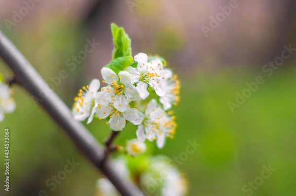 Obraz tree blossom
