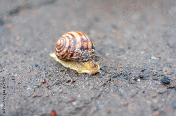 Obraz snail on the road