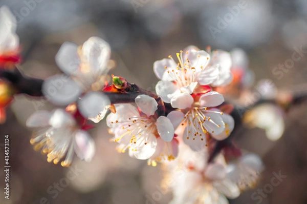 Obraz blossom in spring