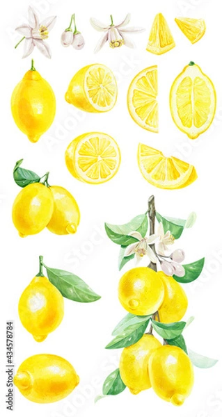 Fototapeta Watercolor set with fresh citrus fruit lemons on a branch with green leaves isolated on white background.