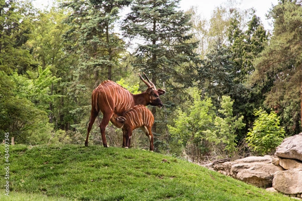Fototapeta Antelope Bongo (Tragelaphus eurycerus) feeding a baby. African animals in Zoo. Mother and cub  brown antelopes.