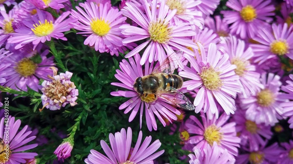 Obraz bee on a flower