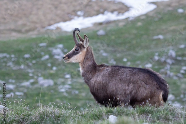 Obraz Camoscio sul monte Grappa, Italia