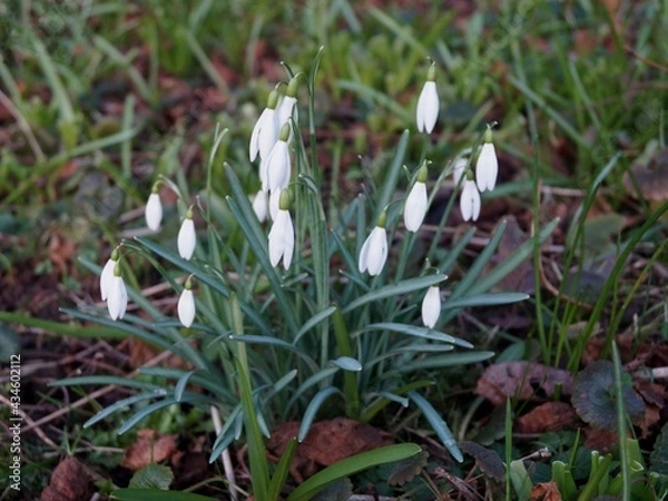 Obraz Snowdrops in green grass 