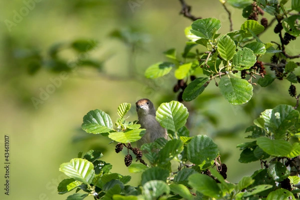 Fototapeta Mönchsgrasmücke