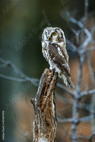 Fototapeta Close -up portrait of tiny brown owl with shining yellow eyes and a yellow beak in a beautiful natural environment. Boreal owl known also as Tengmalm‘s Owl or Richardson’s Owl, Aegolius funereus.