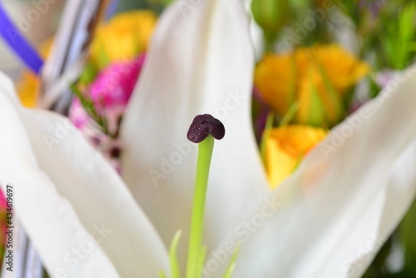 Obraz Praken białej lilii