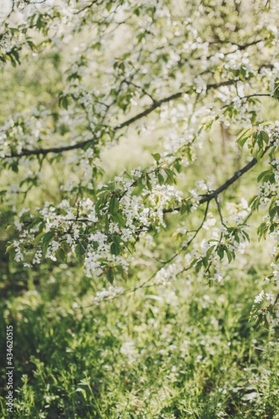 Fototapeta Branches of a blossoming tree on a garden background. Spring blossom.