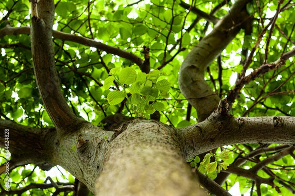 Fototapeta Branches and leaves of wych elm