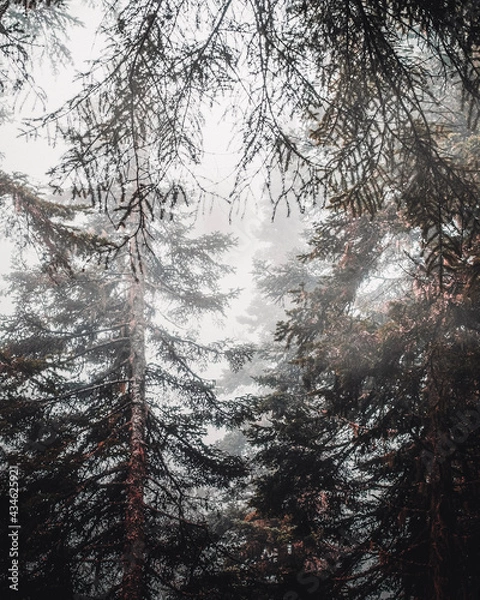 Obraz trees in the fog