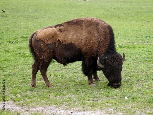 Obraz Bison grazing in the meadow