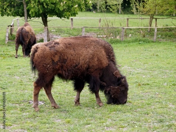 Obraz Bison in a summer meadow