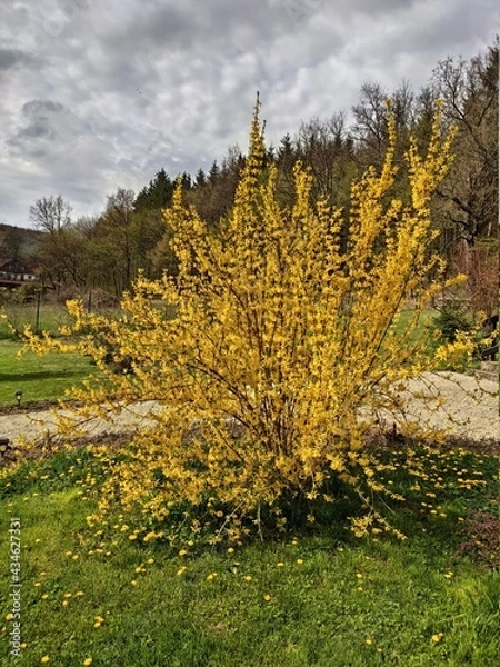 Fototapeta Forsythia flower, bush blooming in early spring in Romania