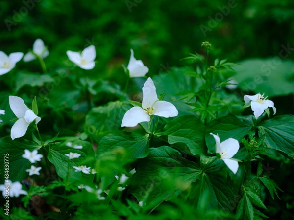 Fototapeta オオバナノエンレイソウ