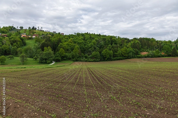 Fototapeta Maisacker im Frühling
