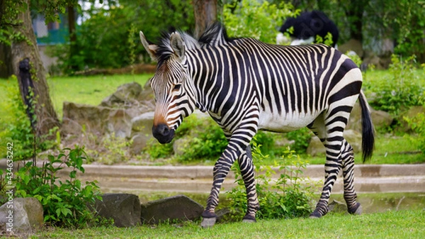 Obraz Hartmann's Mountain Zebra