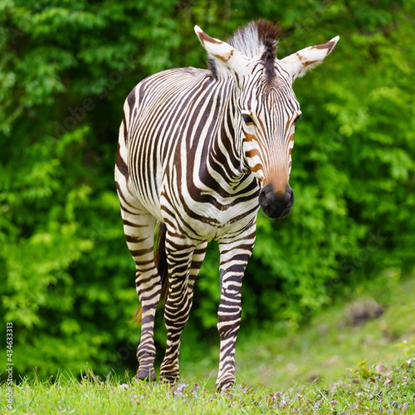 Obraz Hartmann's Mountain Zebra