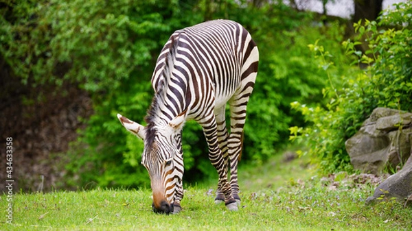 Obraz Hartmann's Mountain Zebra