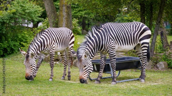 Obraz Hartmann's Mountain Zebra