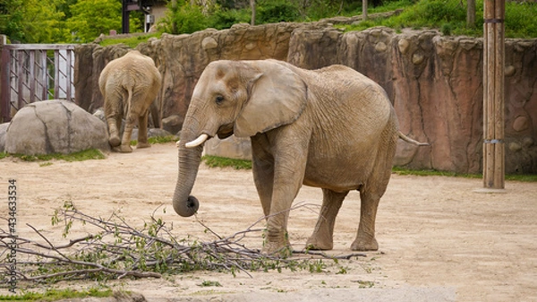 Obraz African Elephant
