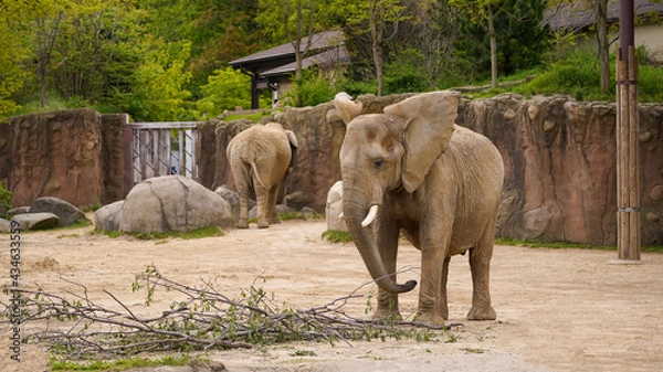 Obraz African Elephant