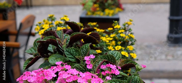 Fototapeta ogródek gdański