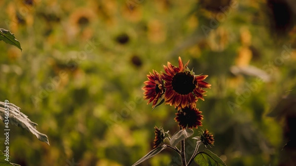 Fototapeta Vibrant close-ups of sunflowers in a beautiful field. Nature's beauty in every petal. Perfect for bringing a touch of sunshine to your projects.