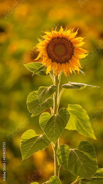 Fototapeta Vibrant close-ups of sunflowers in a beautiful field. Nature's beauty in every petal. Perfect for bringing a touch of sunshine to your projects.