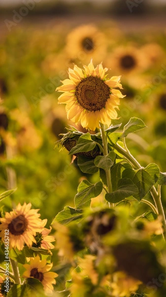Fototapeta Vibrant close-ups of sunflowers in a beautiful field. Nature's beauty in every petal. Perfect for bringing a touch of sunshine to your projects.