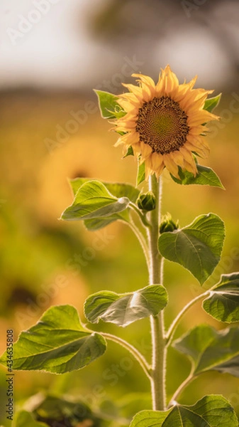 Fototapeta Vibrant close-ups of sunflowers in a beautiful field. Nature's beauty in every petal. Perfect for bringing a touch of sunshine to your projects.