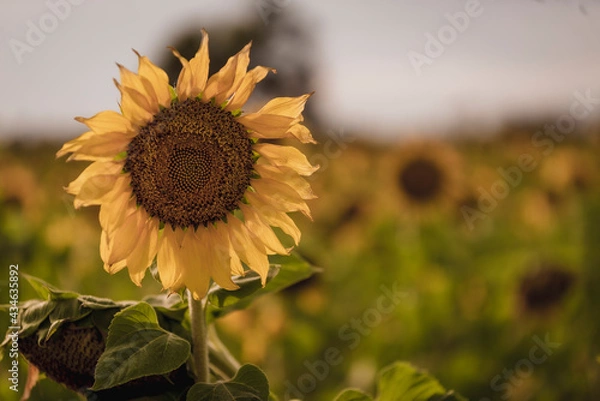 Fototapeta Vibrant close-ups of sunflowers in a beautiful field. Nature's beauty in every petal. Perfect for bringing a touch of sunshine to your projects.