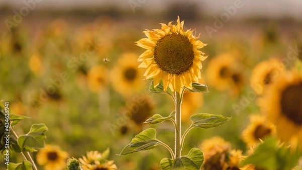 Fototapeta Vibrant close-ups of sunflowers in a beautiful field. Nature's beauty in every petal. Perfect for bringing a touch of sunshine to your projects.