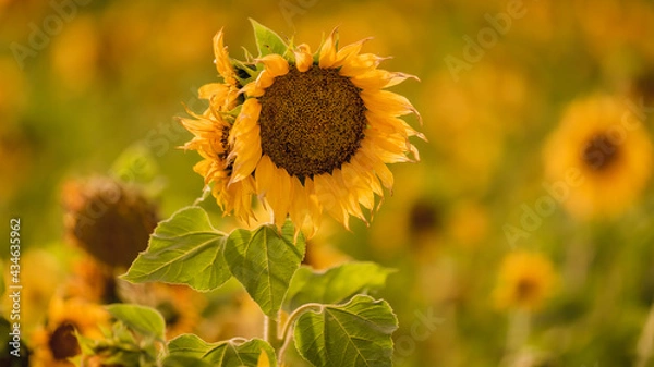 Fototapeta Vibrant close-ups of sunflowers in a beautiful field. Nature's beauty in every petal. Perfect for bringing a touch of sunshine to your projects.