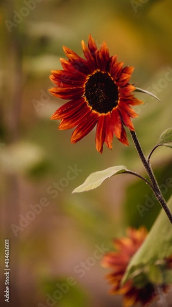 Fototapeta Vibrant close-ups of sunflowers in a beautiful field. Nature's beauty in every petal. Perfect for bringing a touch of sunshine to your projects.