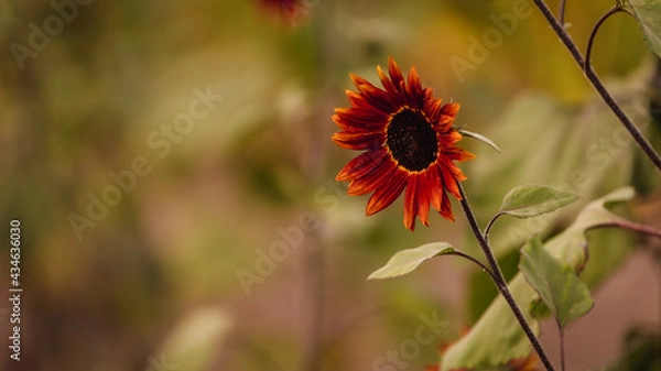 Fototapeta Vibrant close-ups of sunflowers in a beautiful field. Nature's beauty in every petal. Perfect for bringing a touch of sunshine to your projects.