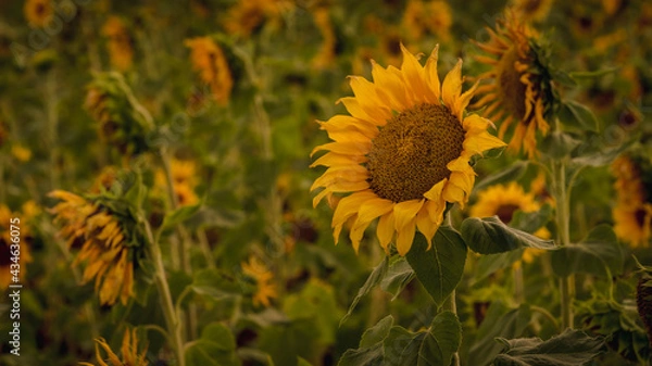 Fototapeta Vibrant close-ups of sunflowers in a beautiful field. Nature's beauty in every petal. Perfect for bringing a touch of sunshine to your projects.