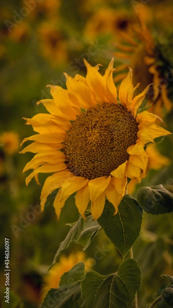 Fototapeta Vibrant close-ups of sunflowers in a beautiful field. Nature's beauty in every petal. Perfect for bringing a touch of sunshine to your projects.
