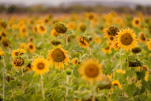 Fototapeta Vibrant close-ups of sunflowers in a beautiful field. Nature's beauty in every petal. Perfect for bringing a touch of sunshine to your projects.