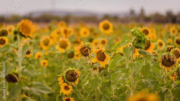 Fototapeta Vibrant close-ups of sunflowers in a beautiful field. Nature's beauty in every petal. Perfect for bringing a touch of sunshine to your projects.