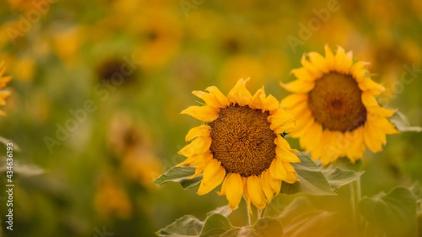 Fototapeta Vibrant close-ups of sunflowers in a beautiful field. Nature's beauty in every petal. Perfect for bringing a touch of sunshine to your projects.